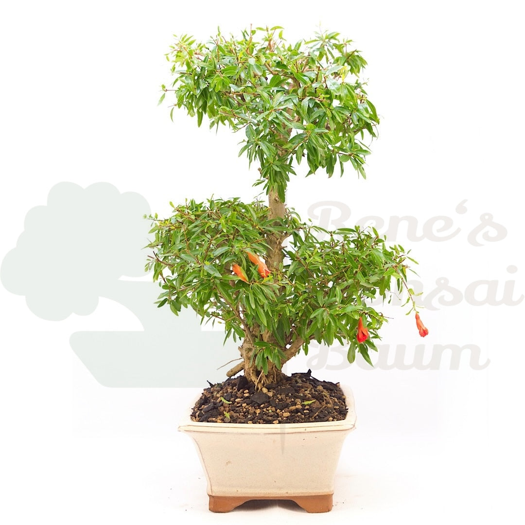 Granatapfel 'Punica granatum'