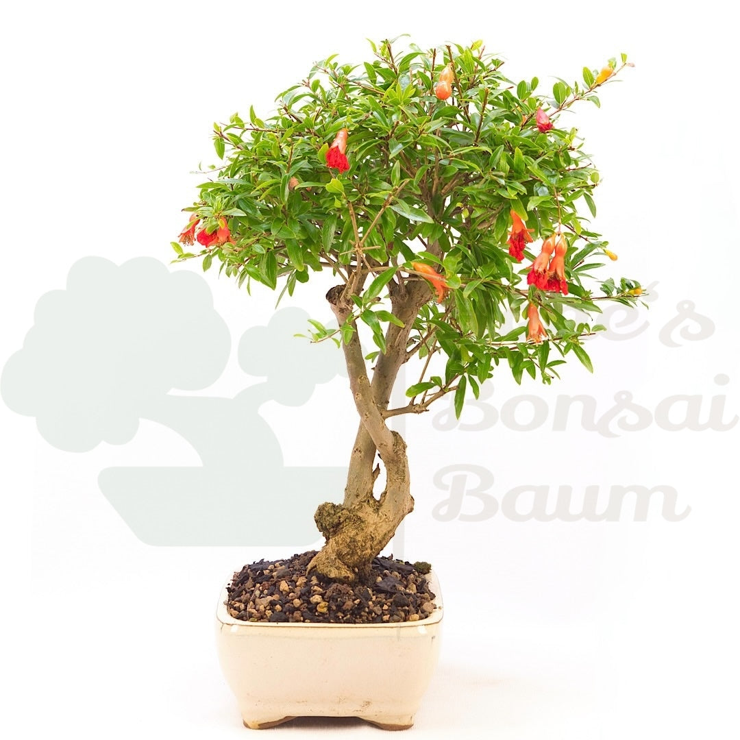 Granatapfel 'Punica granatum'