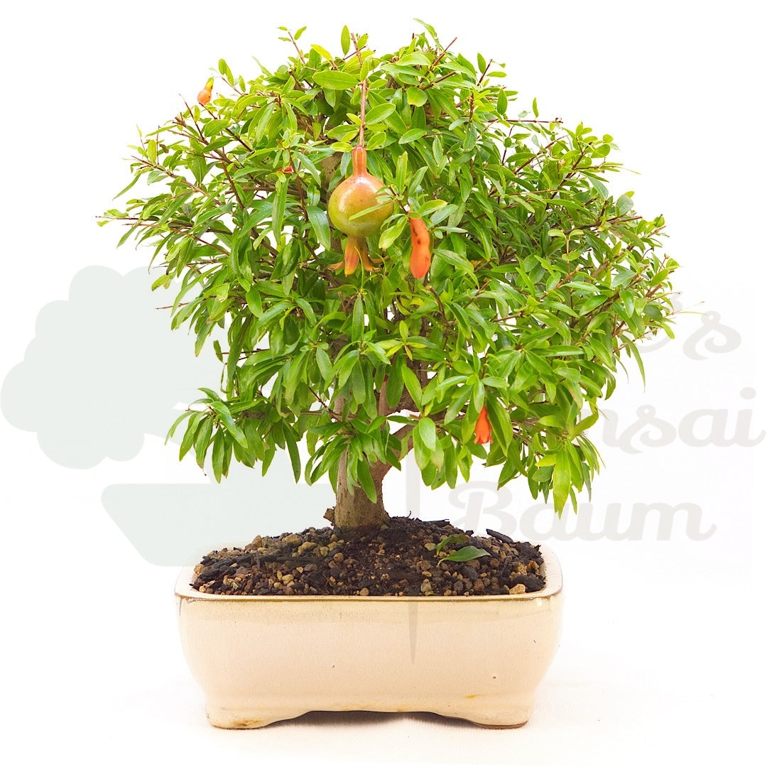 Granatapfel 'Punica granatum'