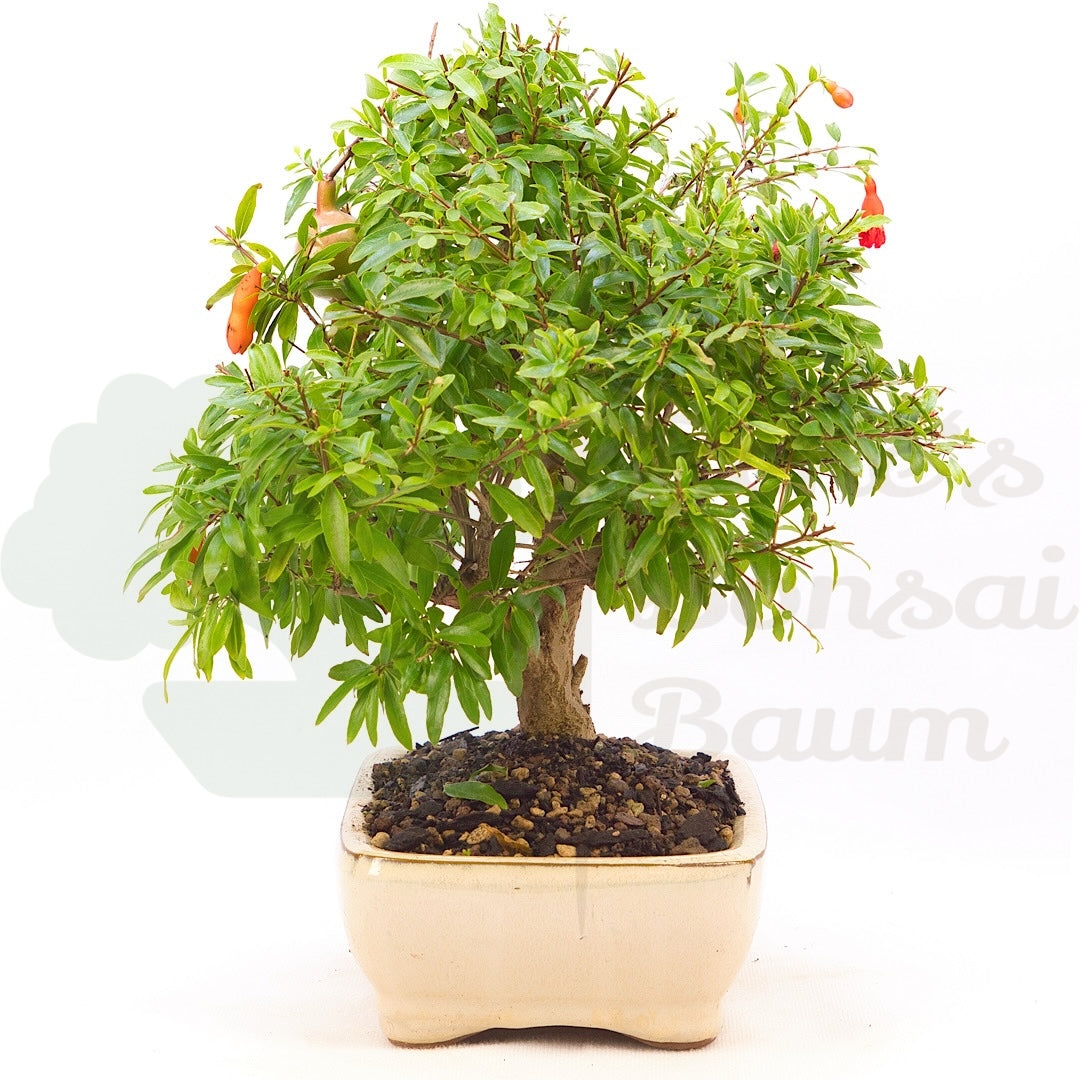 Granatapfel 'Punica granatum'