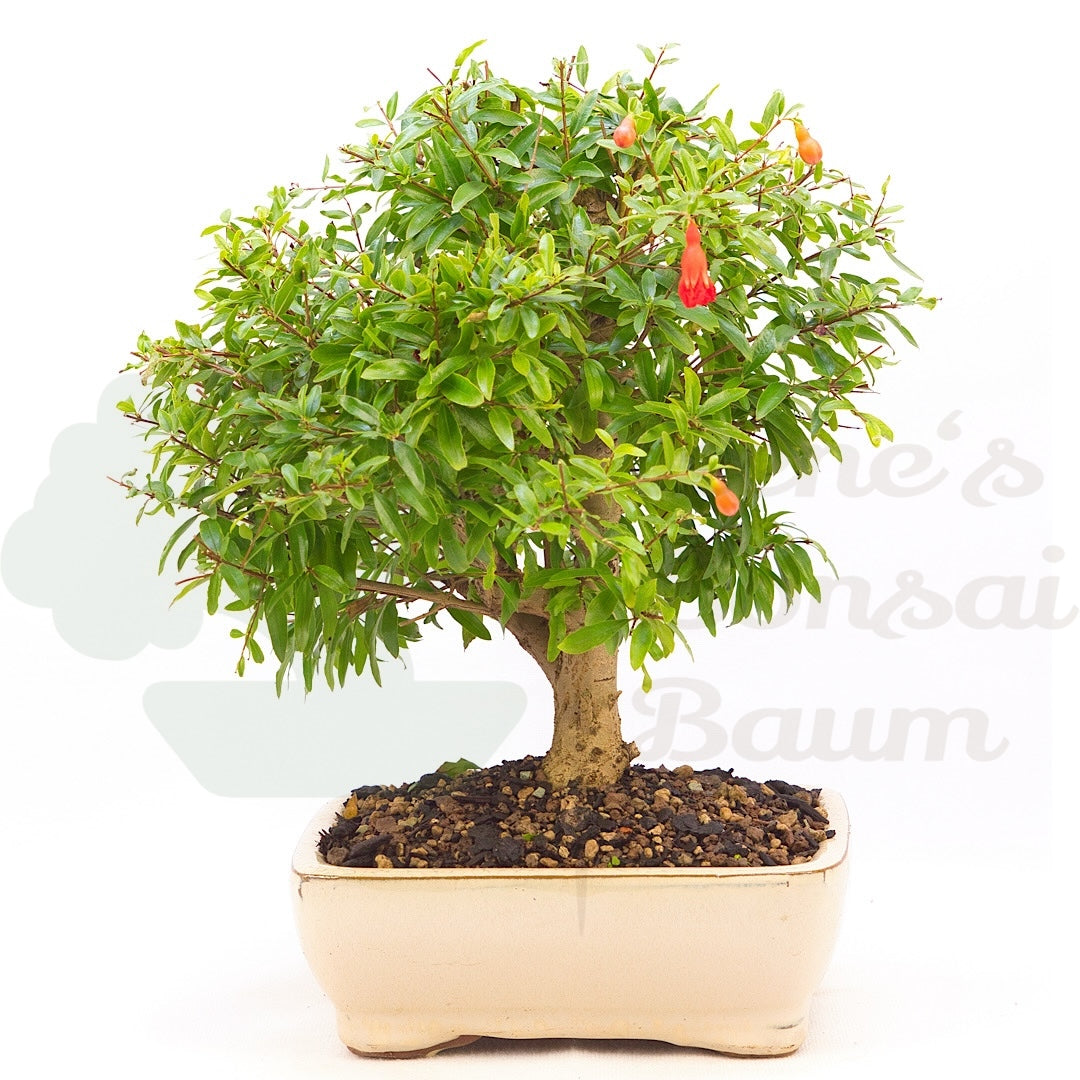 Granatapfel 'Punica granatum'