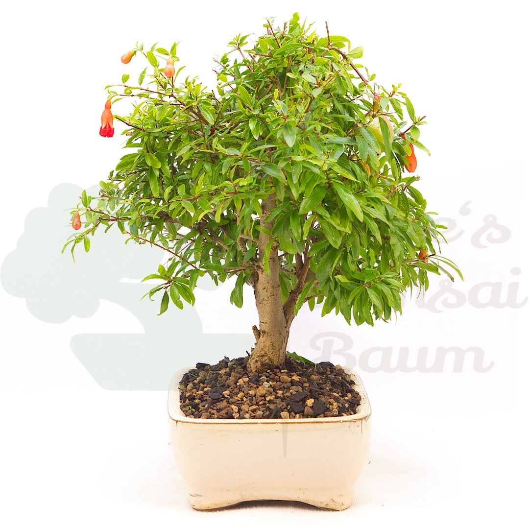 Granatapfel 'Punica granatum'