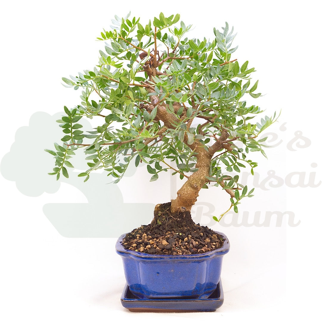 Pistazie 'Pistazie lentiscus'