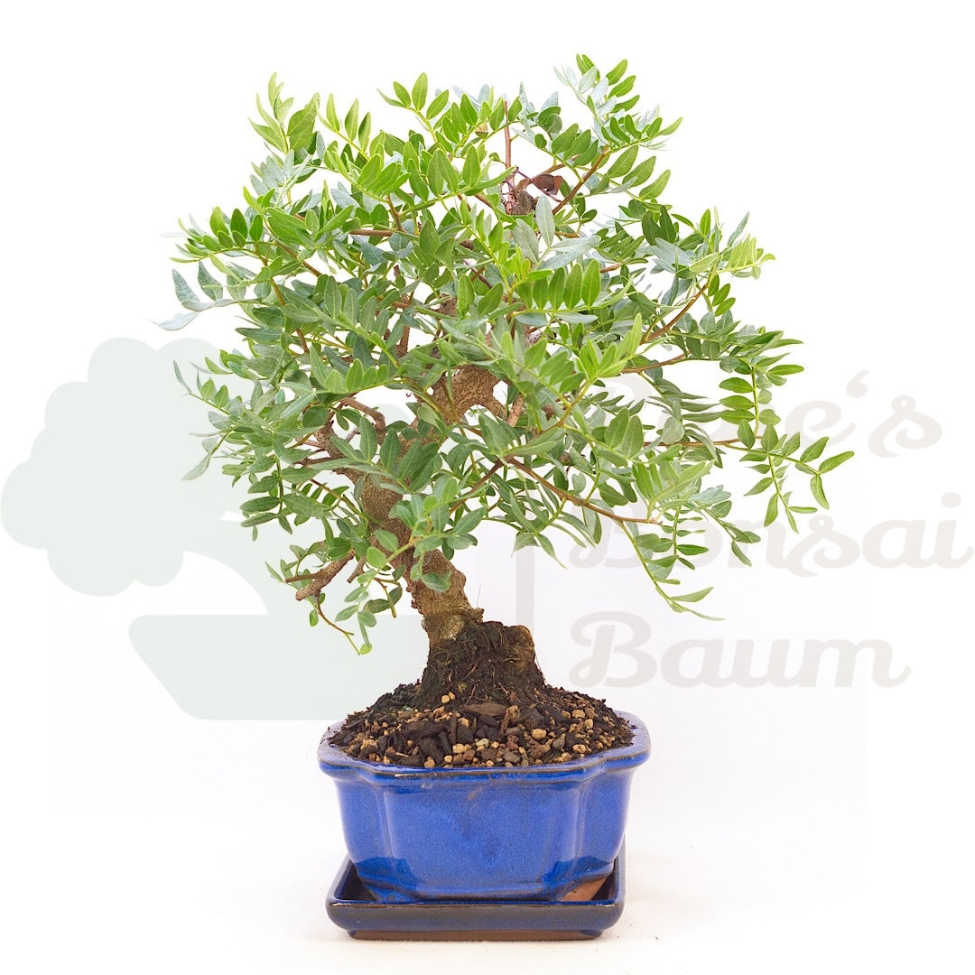 Pistazie 'Pistazie lentiscus'