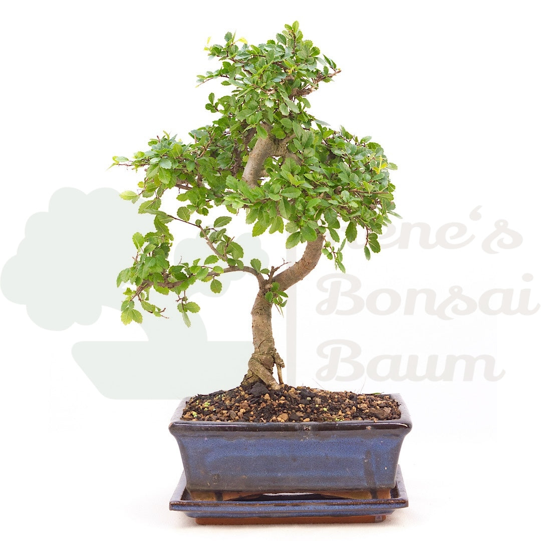 Chinesische Ulme 'Zelkova parvifolia '