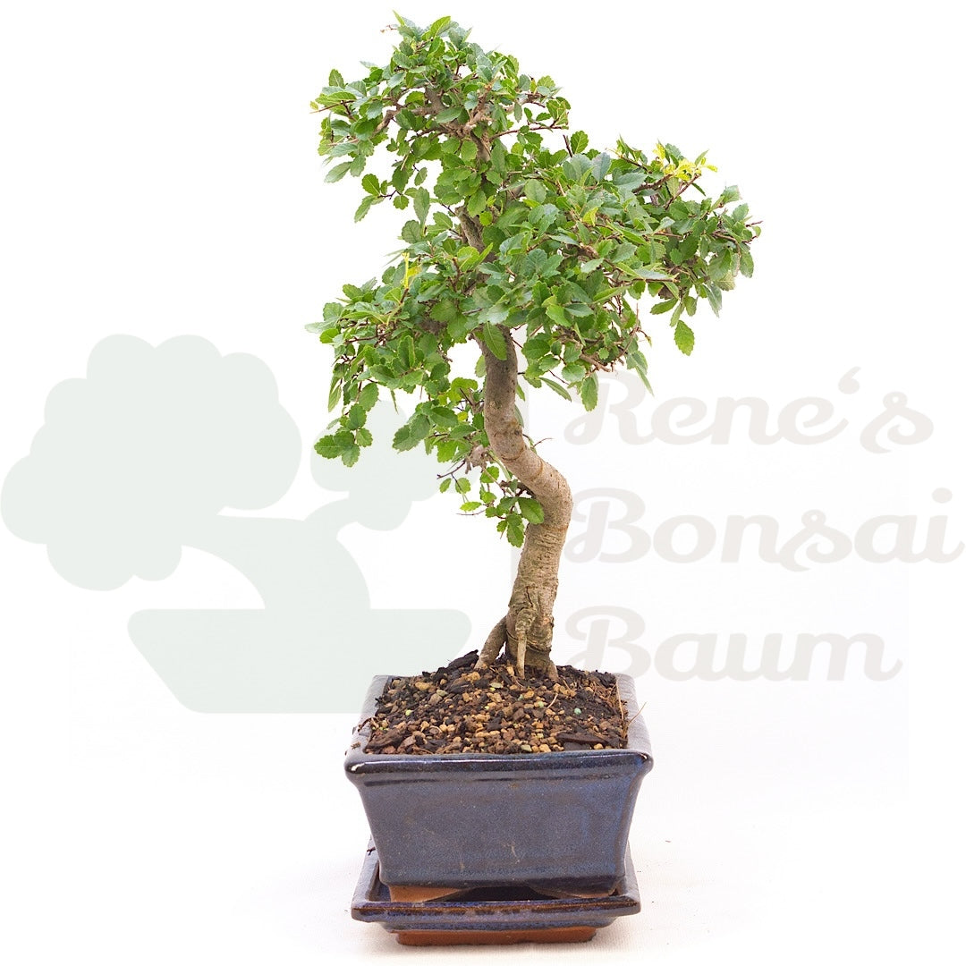 Chinesische Ulme 'Zelkova parvifolia '