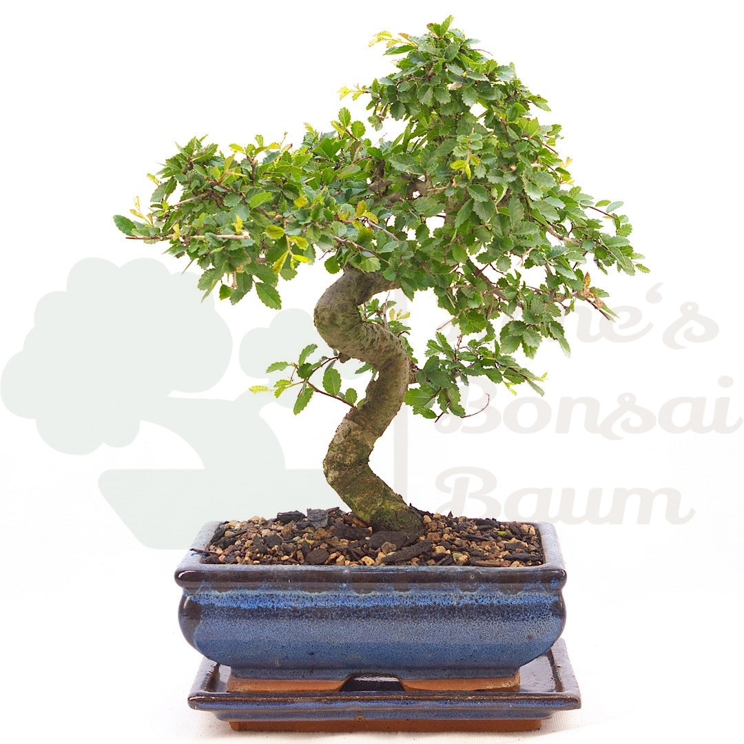 Chinesische Ulme 'Zelkova parvifolia'