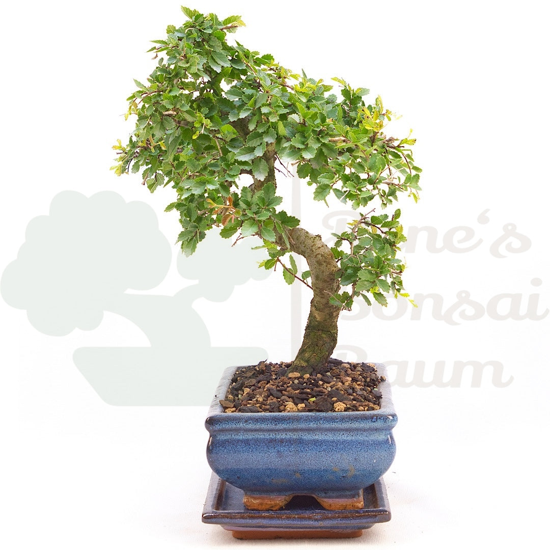 Chinesische Ulme 'Zelkova parvifolia'