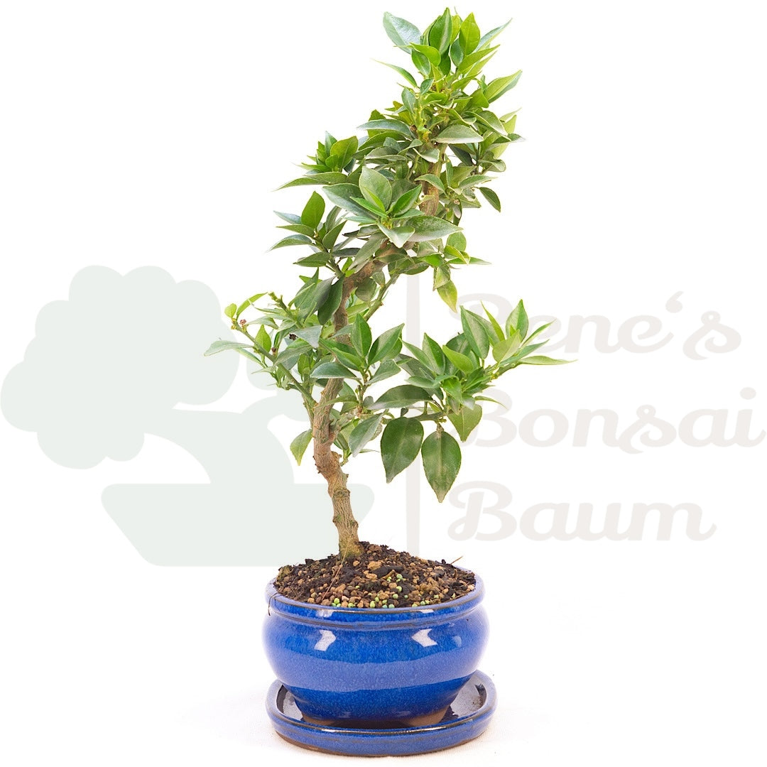 Bitterorange 'Citrus myrtifolia'