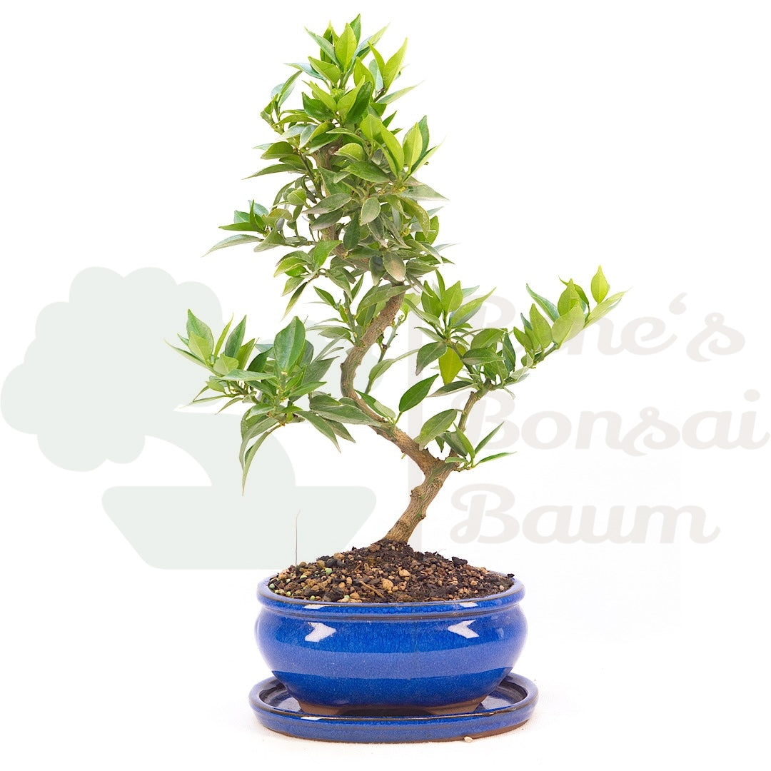 Bitterorange 'Citrus myrtifolia'
