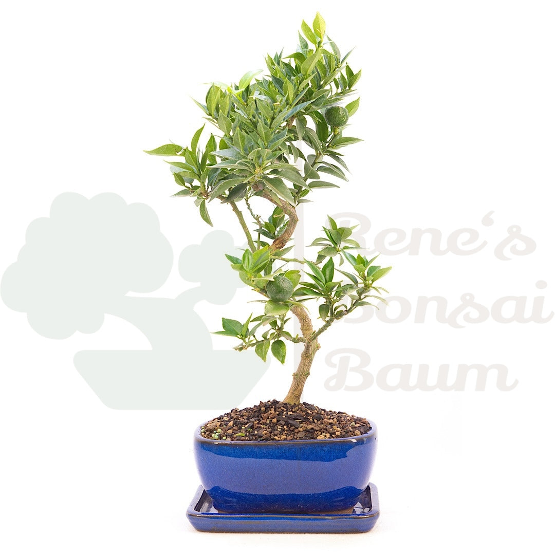 Bitterorange 'Citrus myrtifolia'