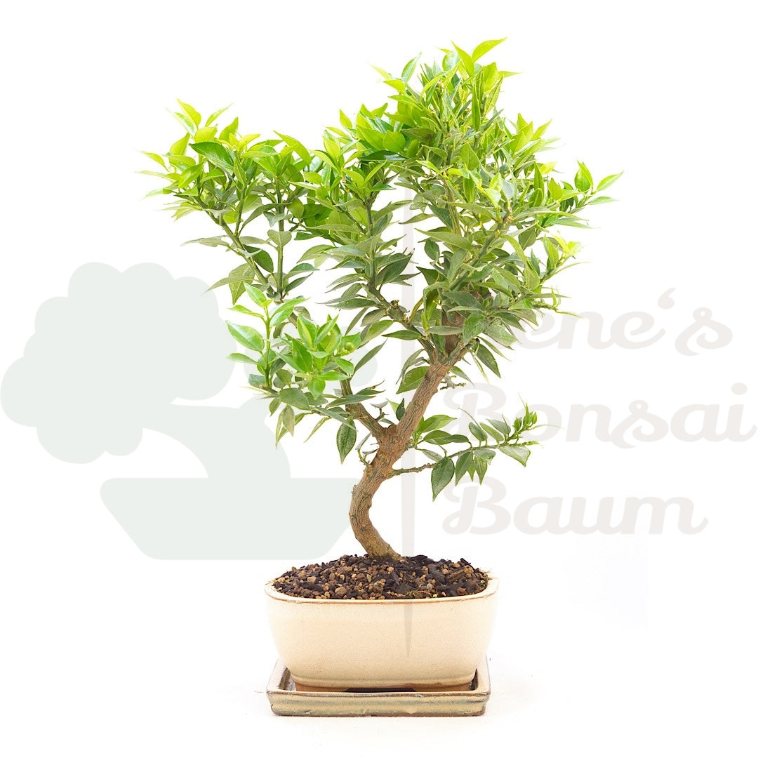 Bitterorange 'Citrus myrtifolia'