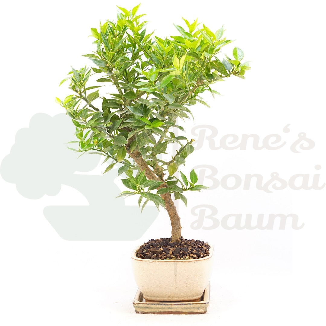 Bitterorange 'Citrus myrtifolia'