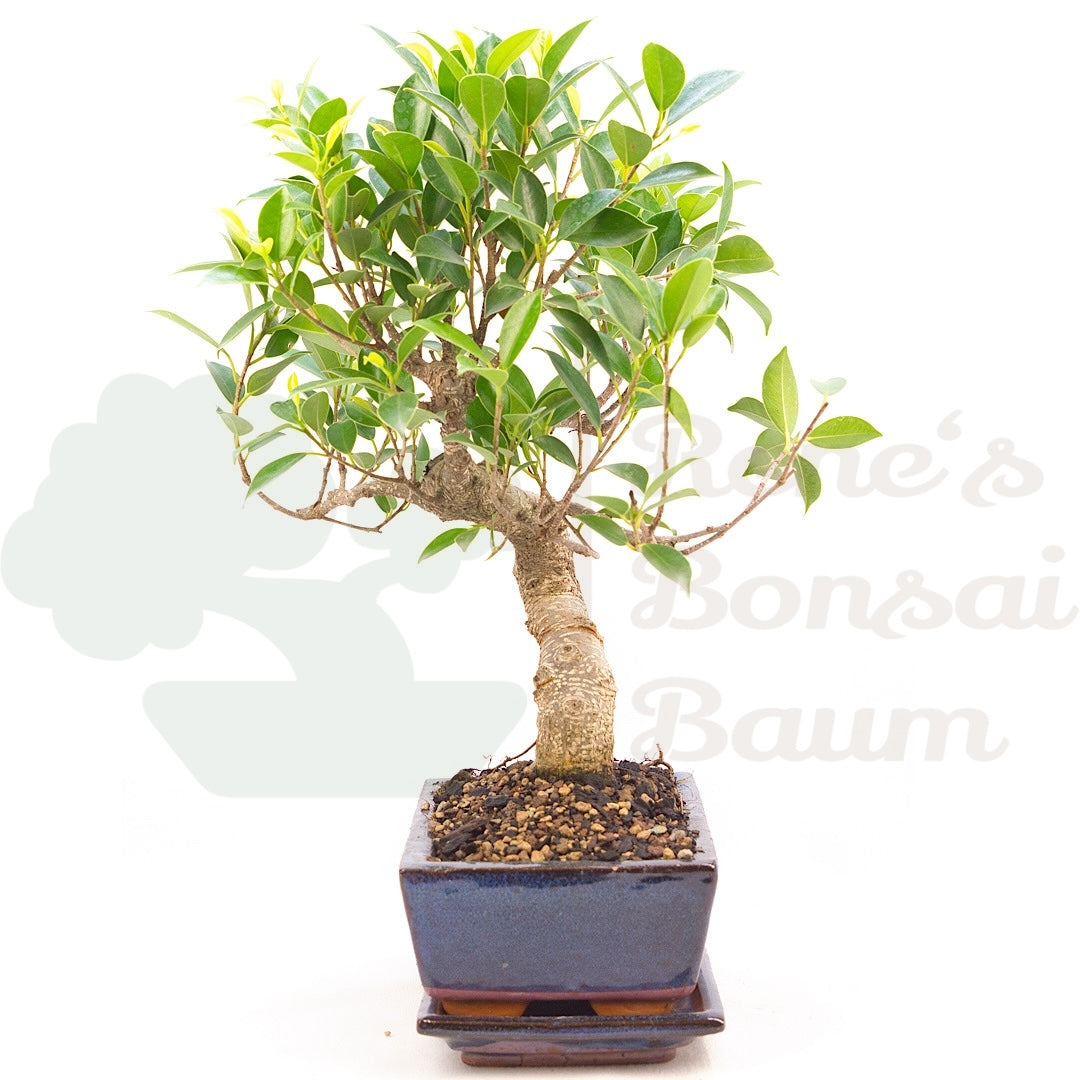 Chinesische Feige 'Ficus Retusa'