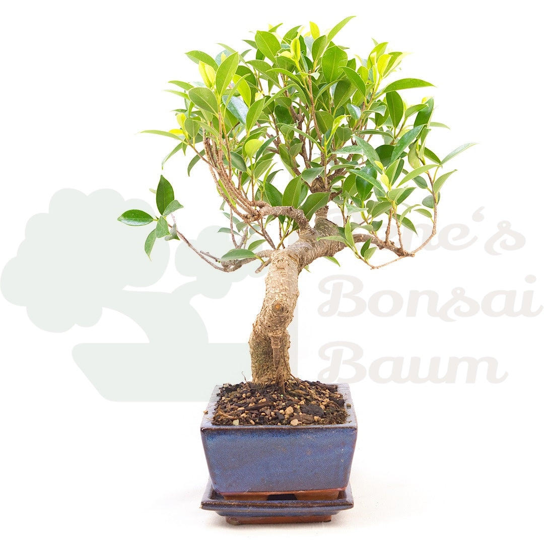 Chinesische Feige 'Ficus Retusa'