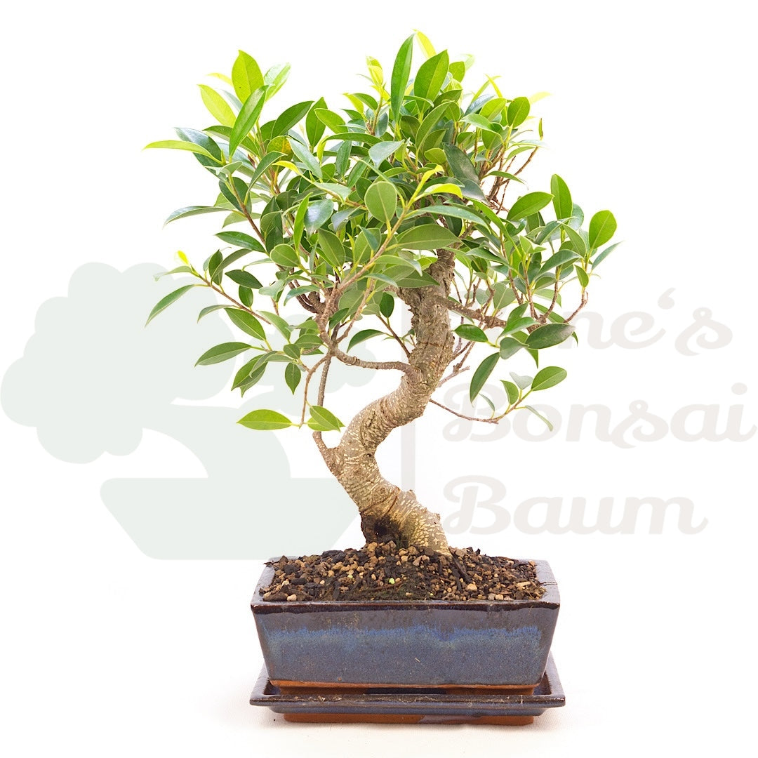Chinesische Feige 'Ficus Retusa'