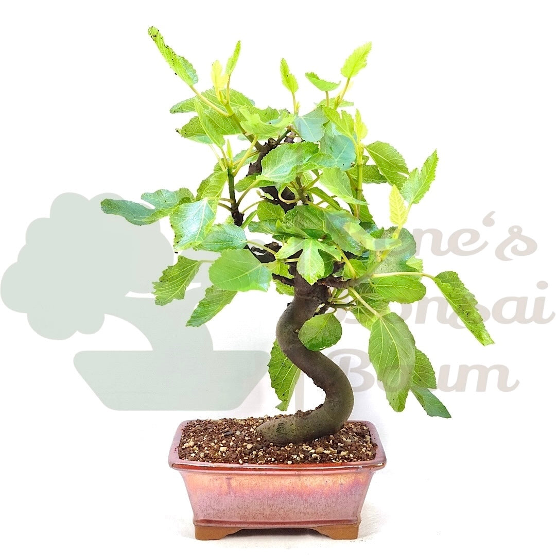 Essfeige 'Ficus carica'