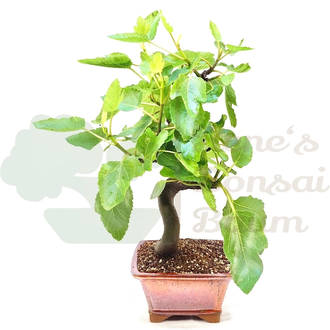 Essfeige 'Ficus carica'