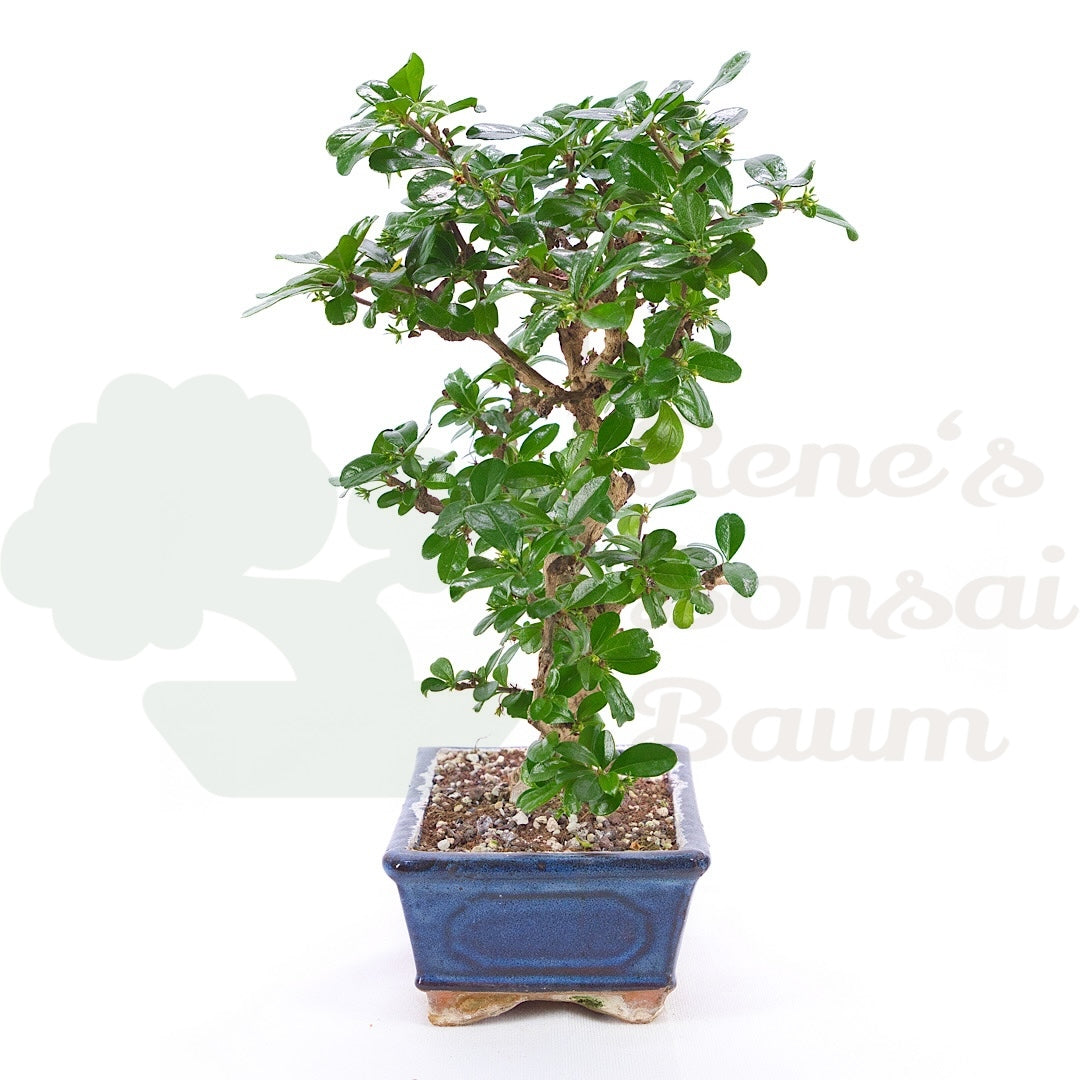 Fukien-Tee 'Carmona microphylla'