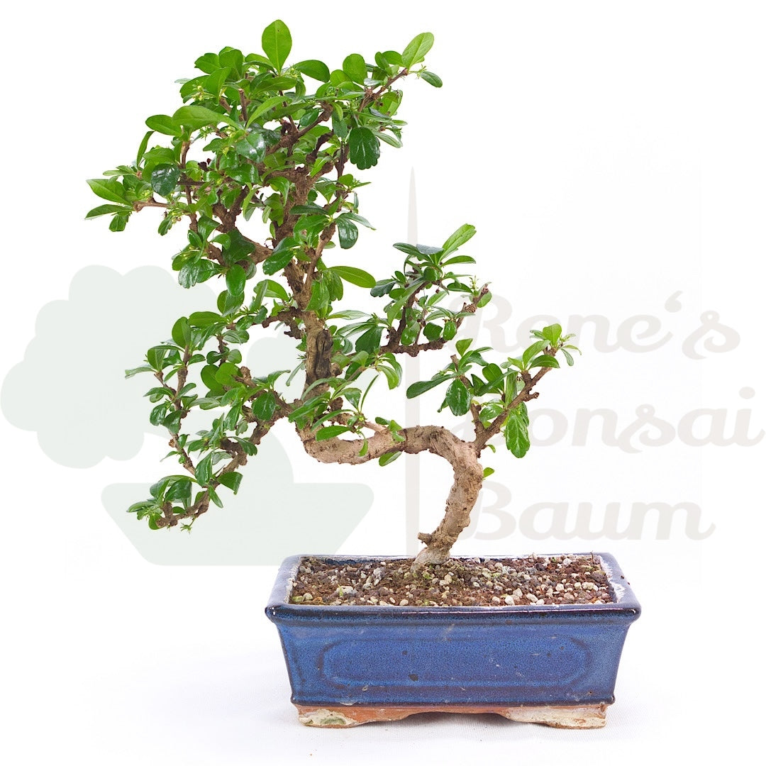 Fukien-Tee 'Carmona microphylla'