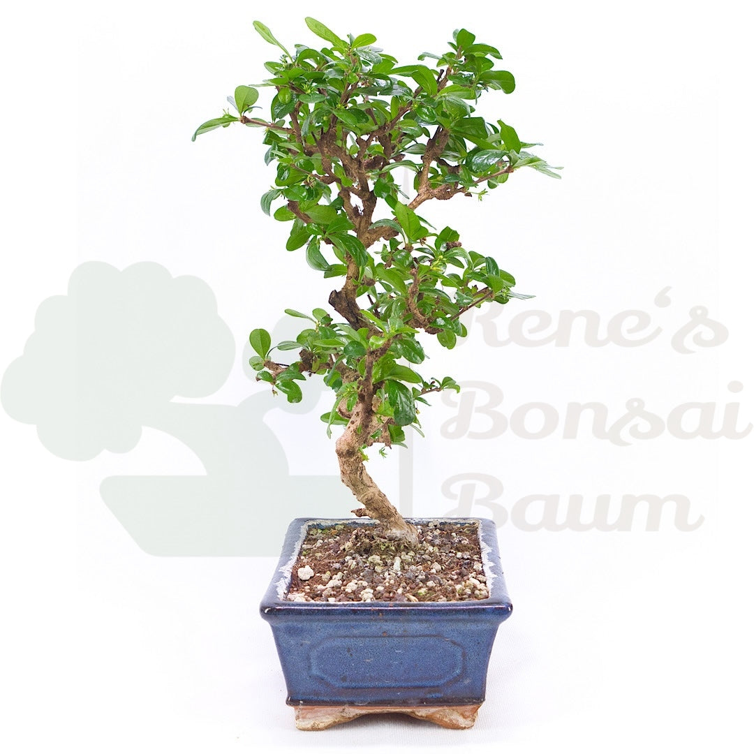 Fukien-Tee 'Carmona microphylla'
