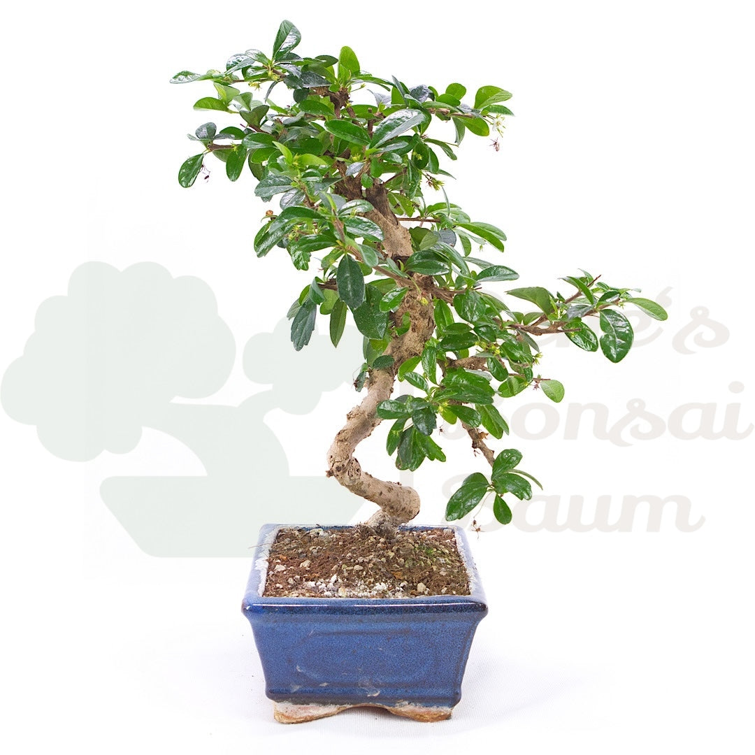 Fukien-Tee 'Carmona microphylla'