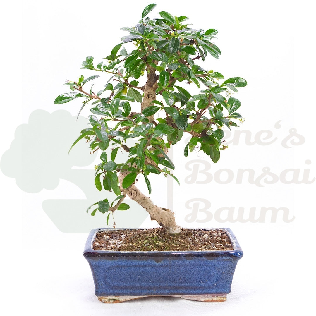 Fukien-Tee 'Carmona microphylla'
