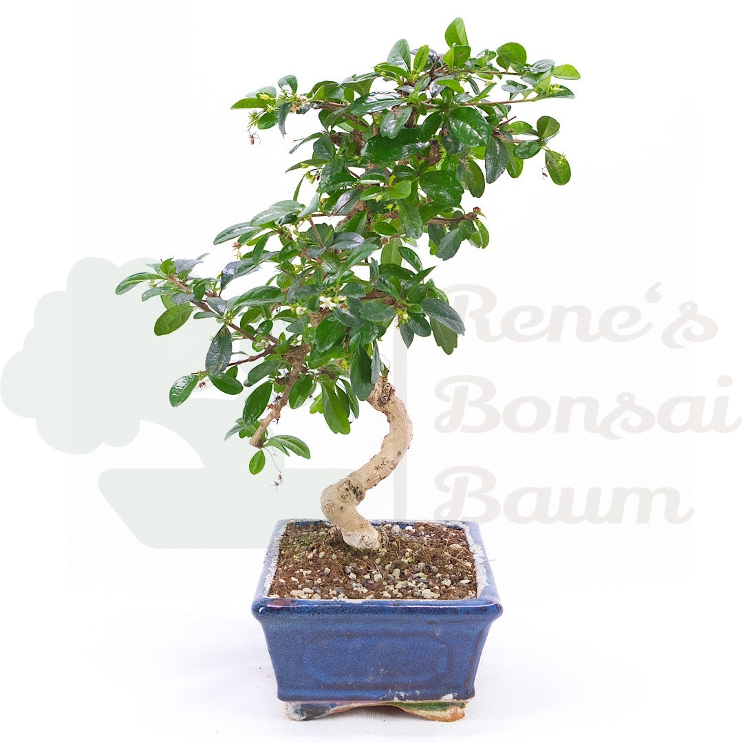 Fukien-Tee 'Carmona microphylla'