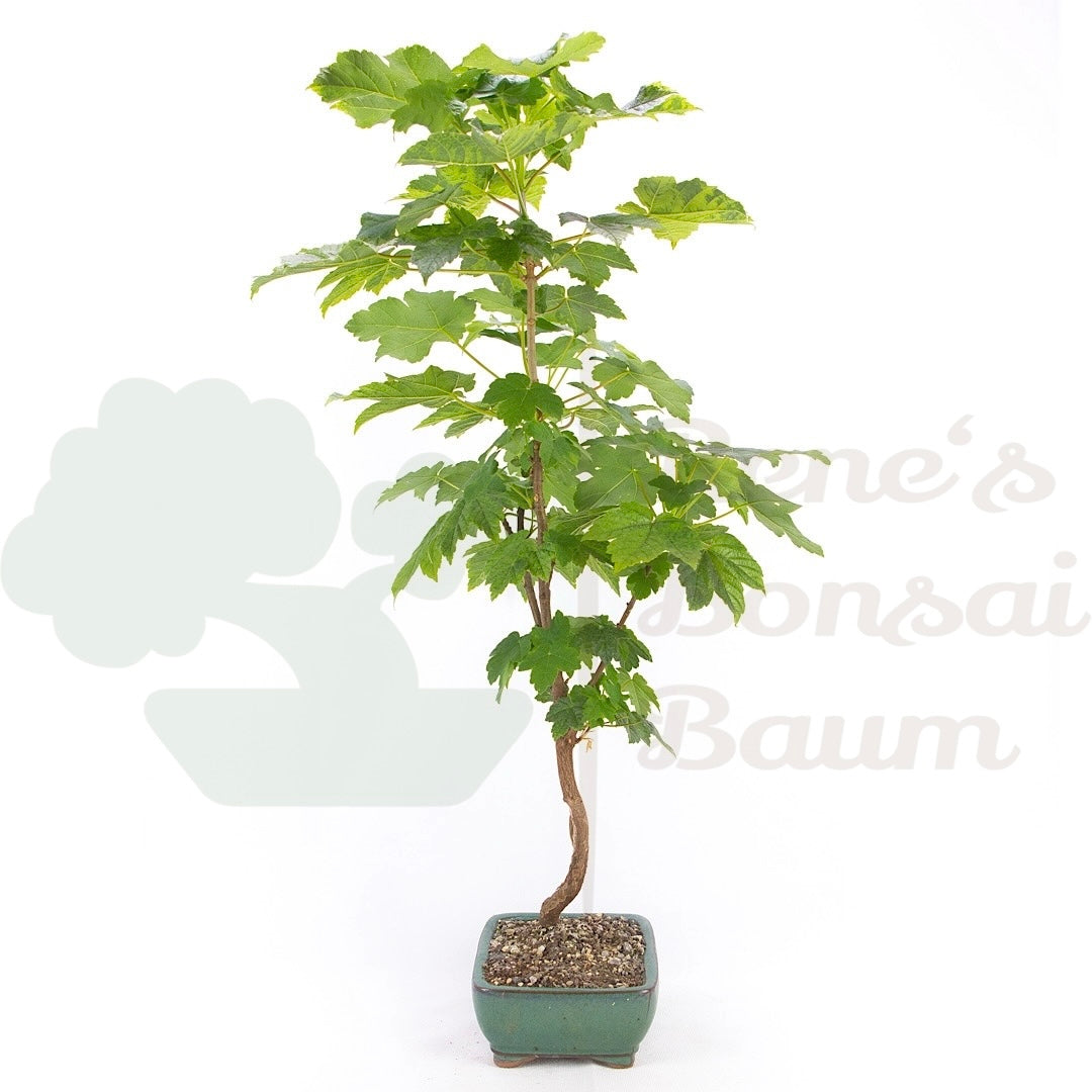 Dreispitzahorn 'Acer buergerianum'