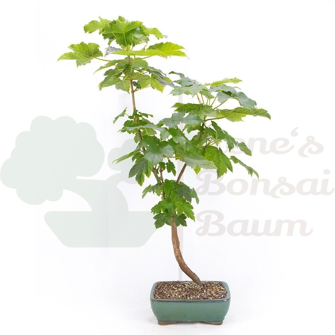 Dreispitzahorn 'Acer buergerianum'