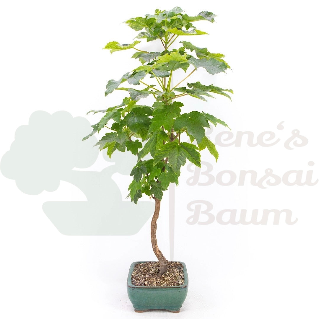 Dreispitzahorn 'Acer buergerianum'
