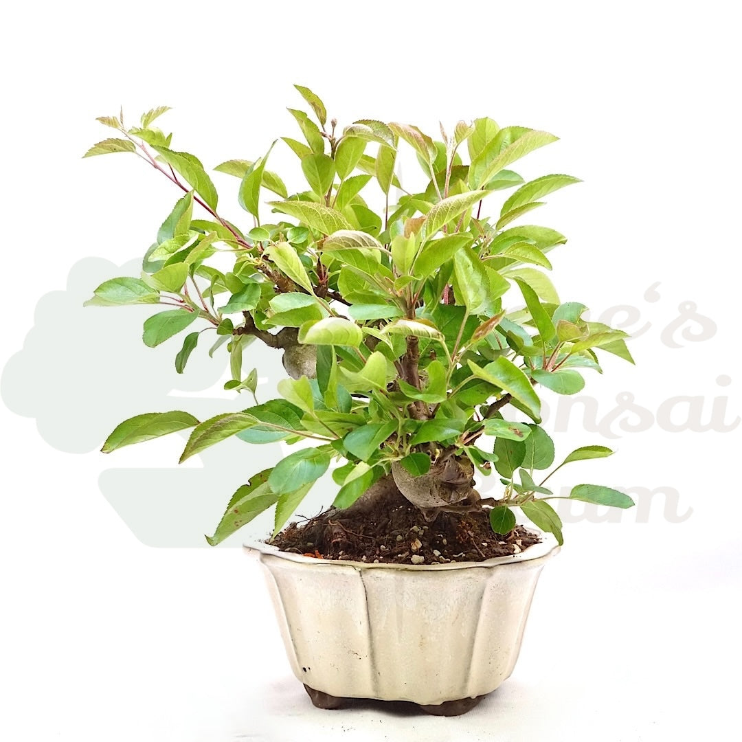 Zierapfel 'Malus spec.'