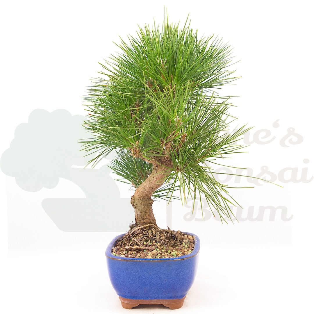 Japanische Schwarzkiefer 'Pinus thunbergii'
