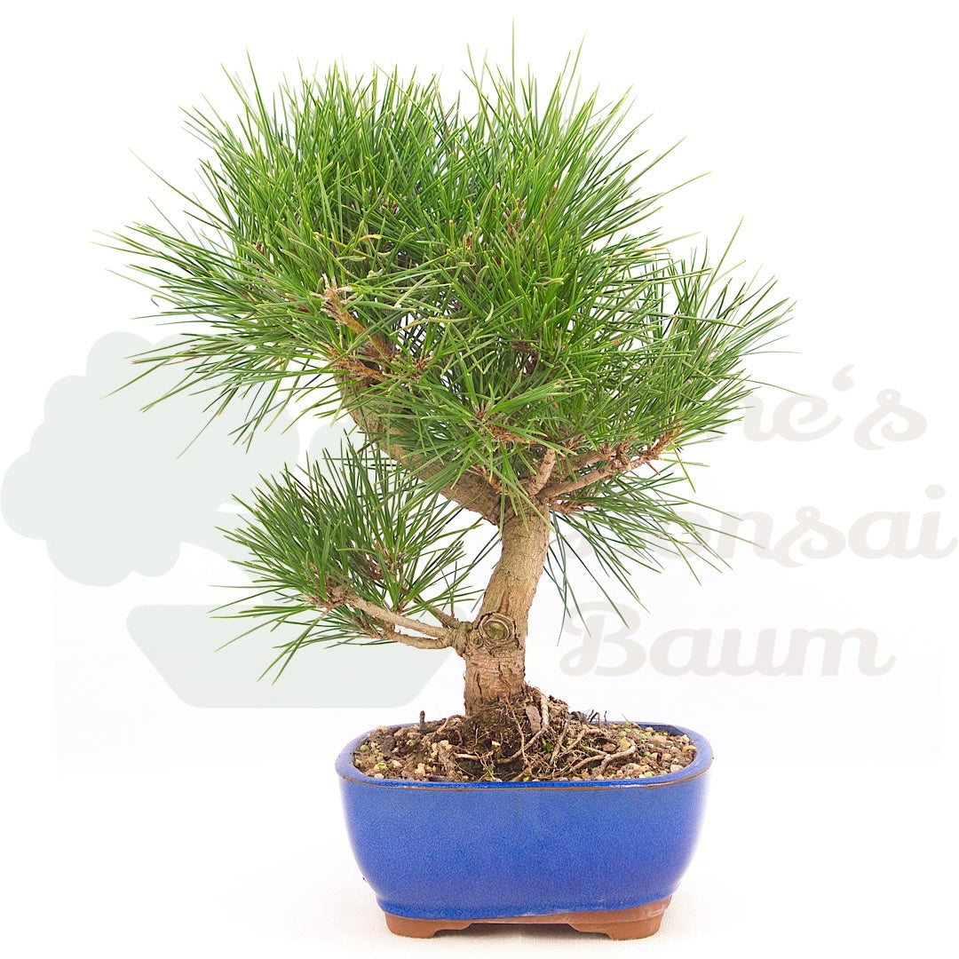 Japanische Schwarzkiefer 'Pinus thunbergii'