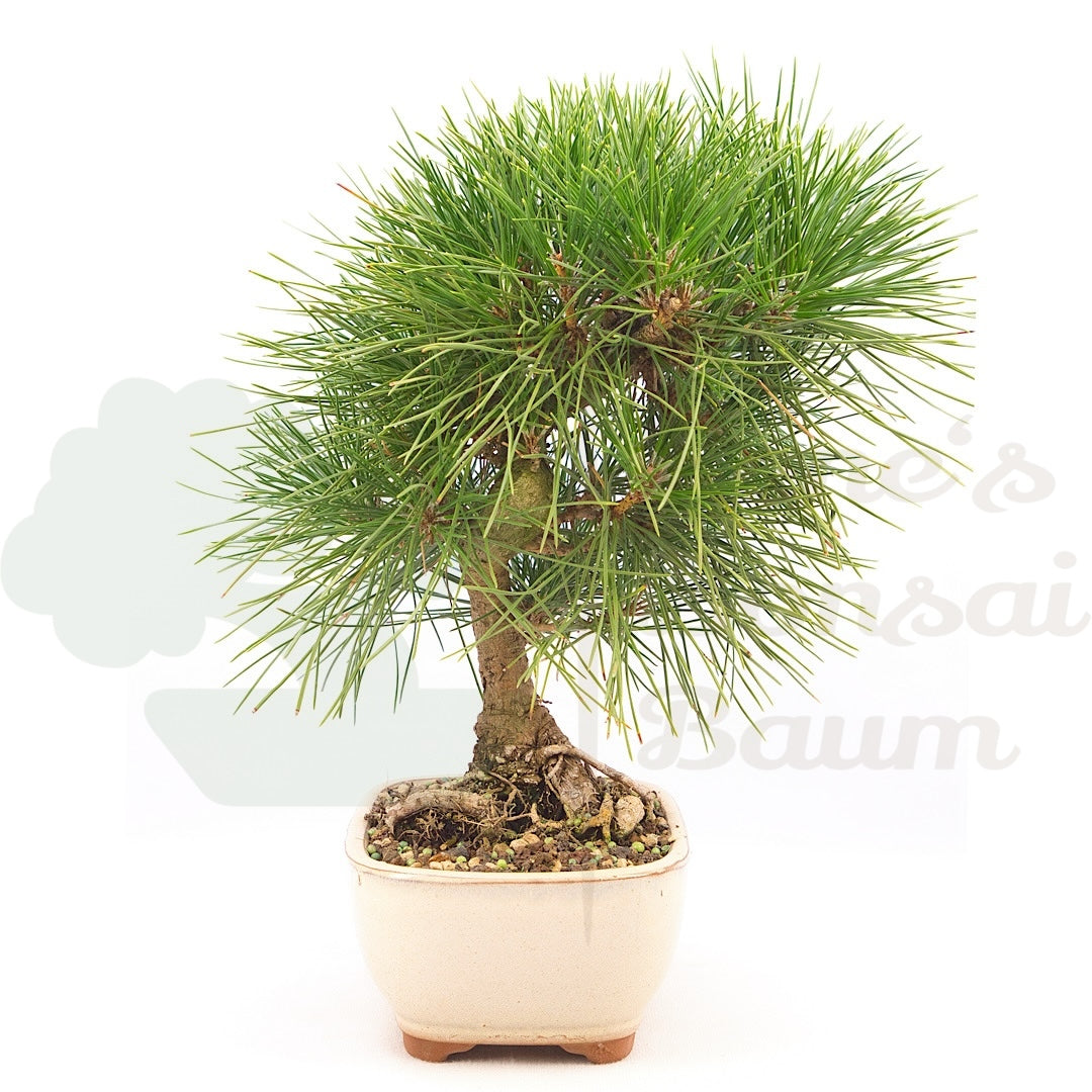 Japanische Schwarzkiefer 'Pinus thunbergii'