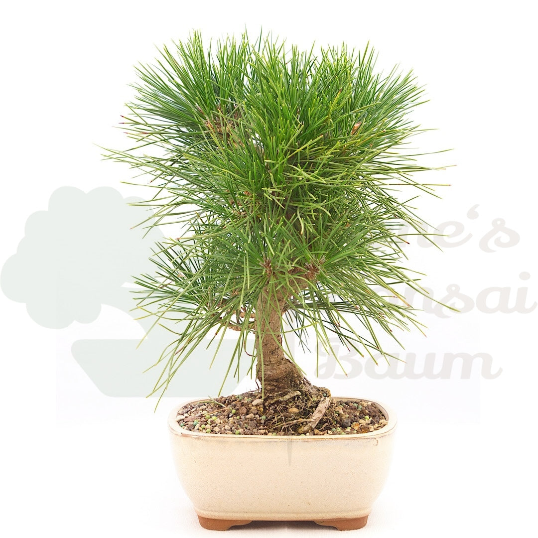Japanische Schwarzkiefer 'Pinus thunbergii'