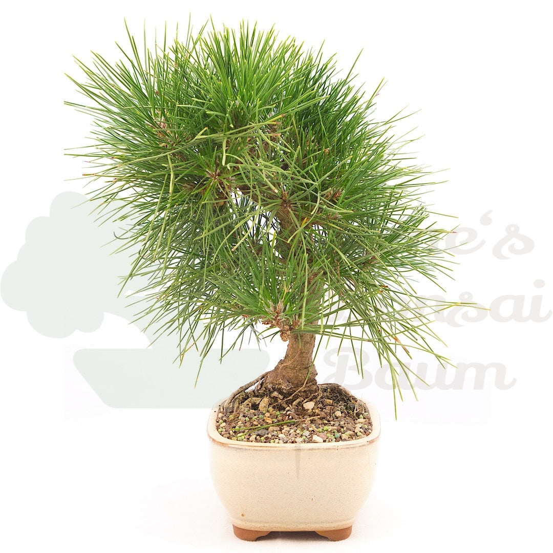 Japanische Schwarzkiefer 'Pinus thunbergii'