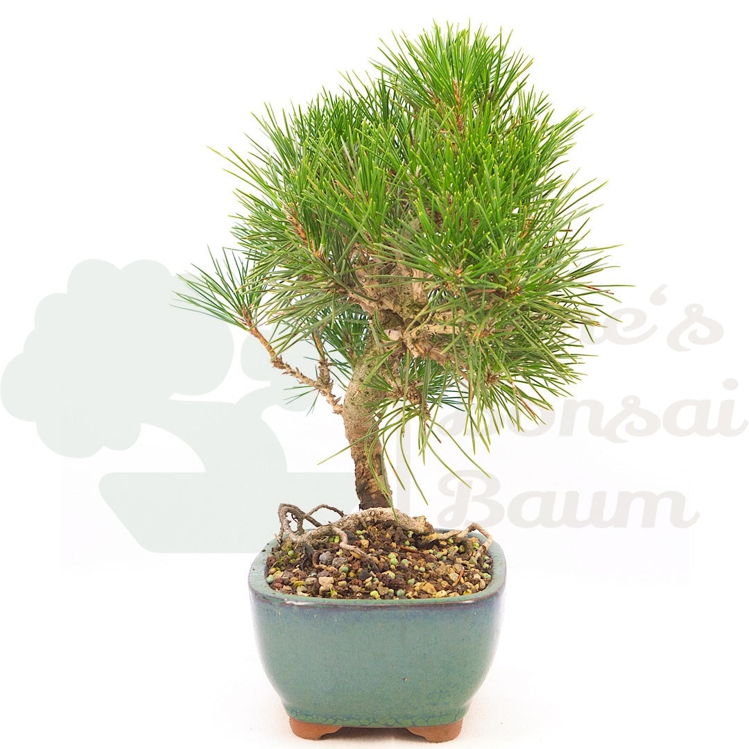 Japanische Schwarzkiefer 'Pinus thunbergii'