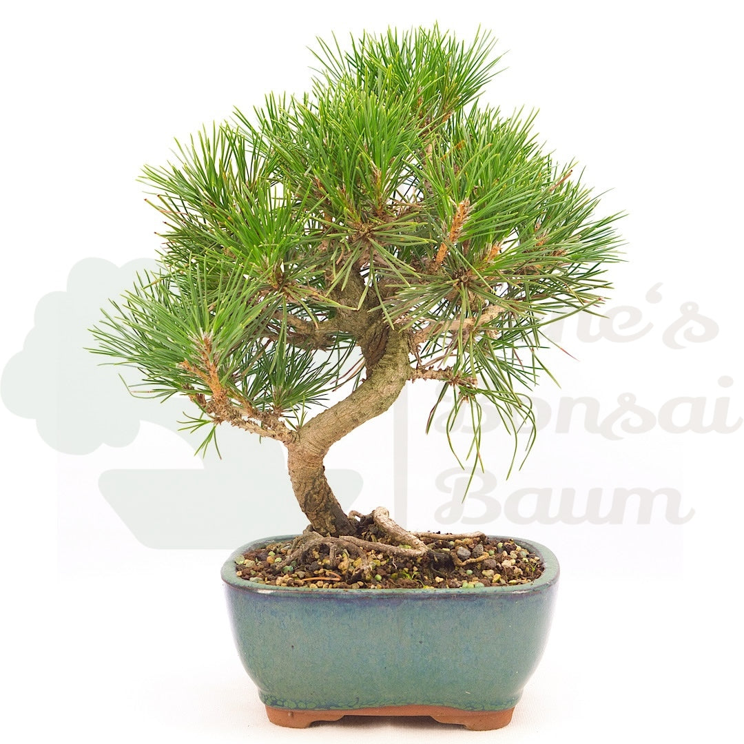 Japanische Schwarzkiefer 'Pinus thunbergii'