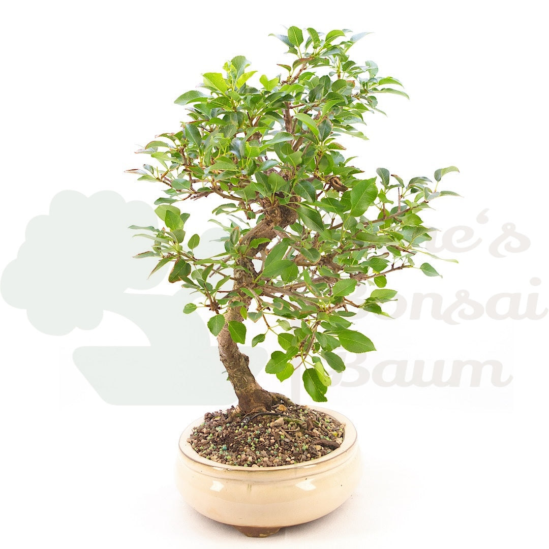 Steinweichsel 'Prunus mahaleb'