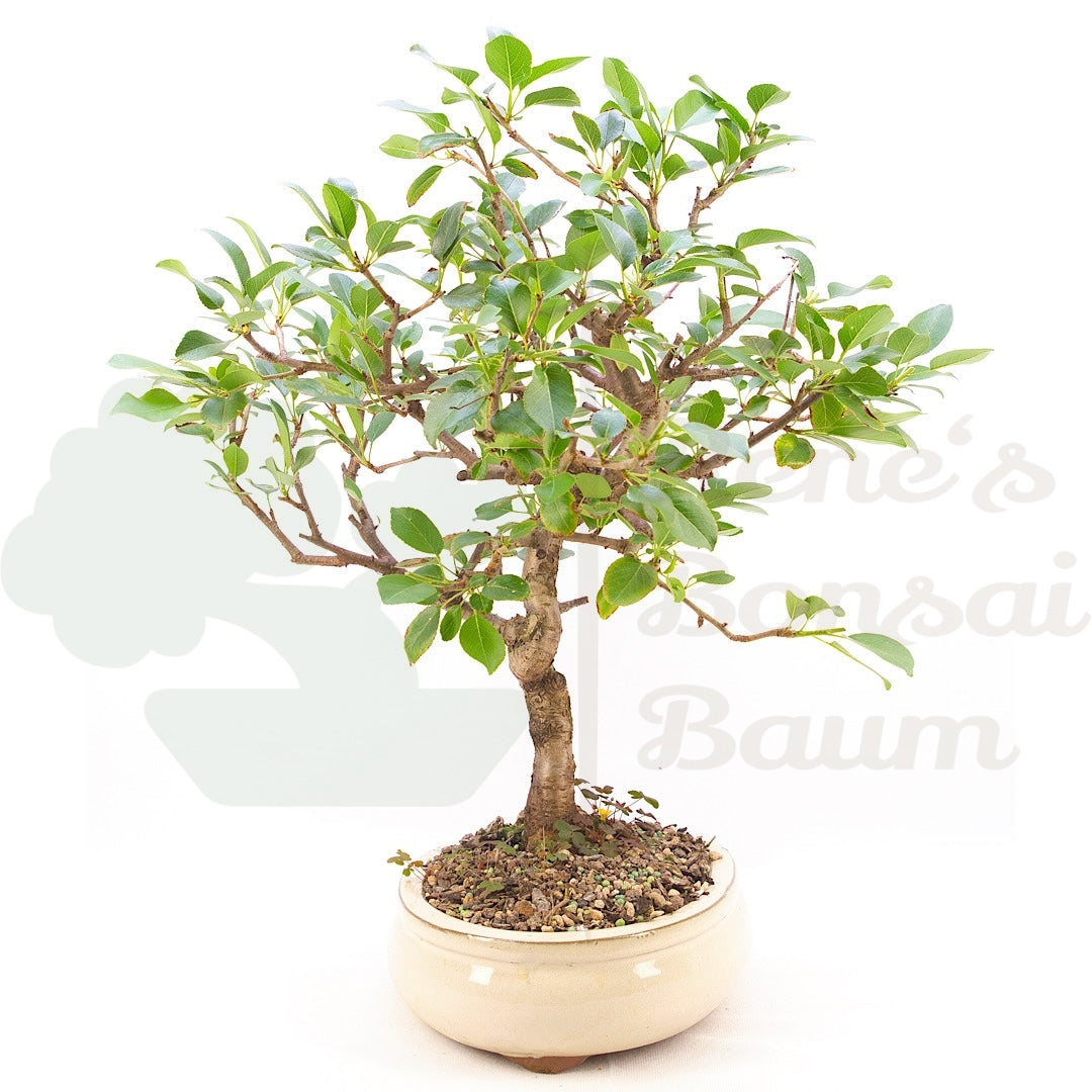 Steinweichsel 'Prunus mahaleb'