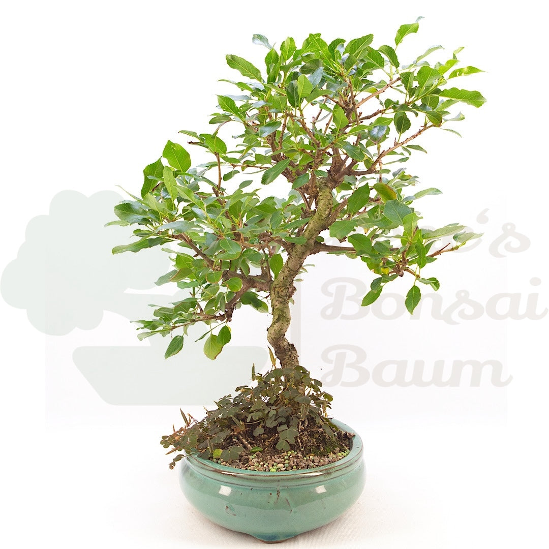 Steinweichsel 'Prunus mahaleb'
