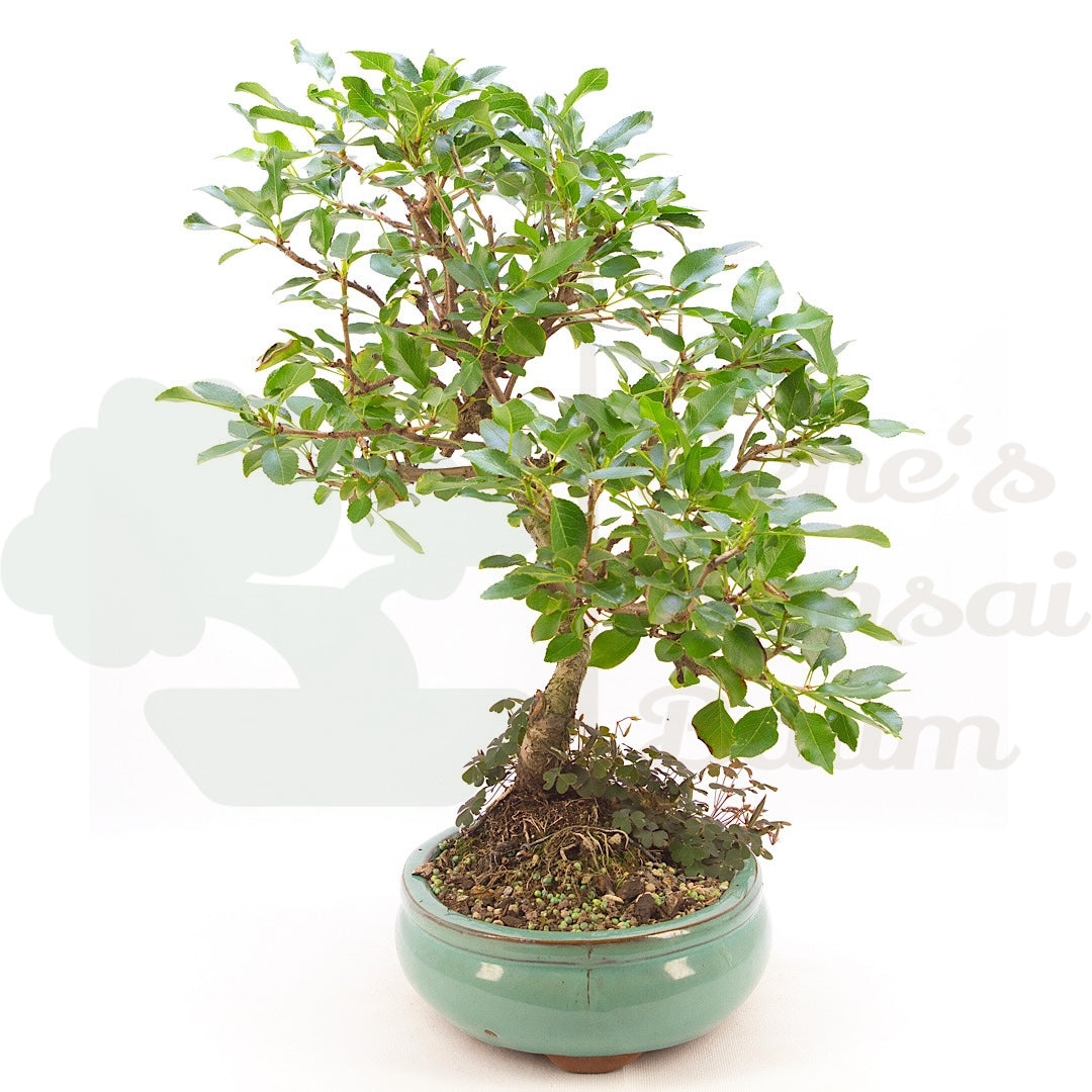 Steinweichsel 'Prunus mahaleb'