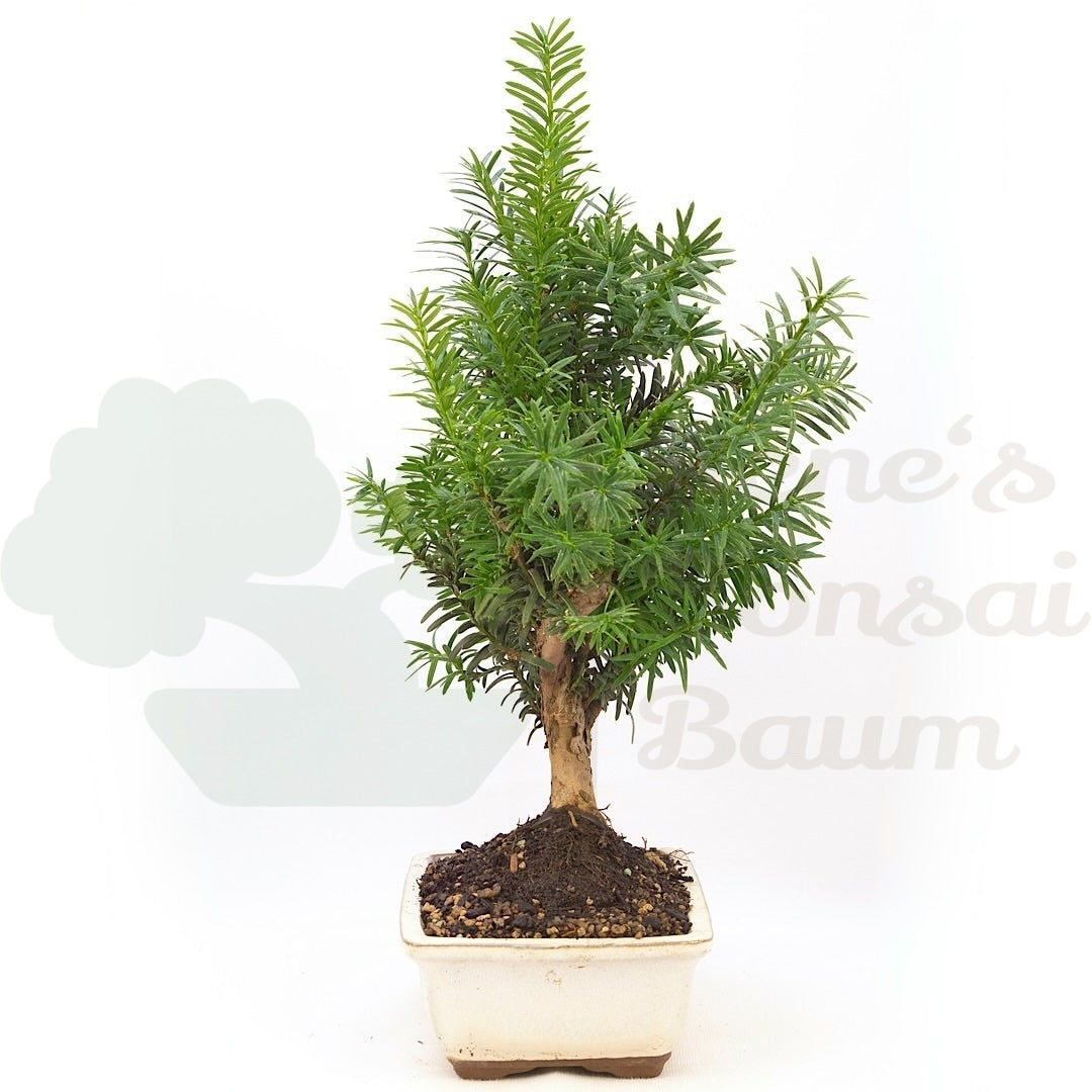 Eibe Hybrid 'Taxus media'