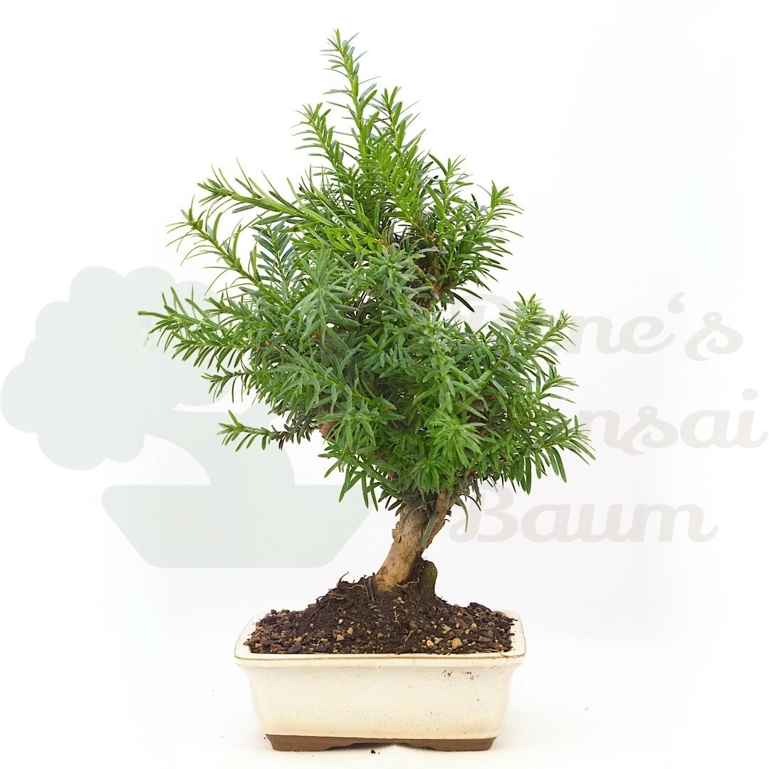 Eibe Hybrid 'Taxus media'
