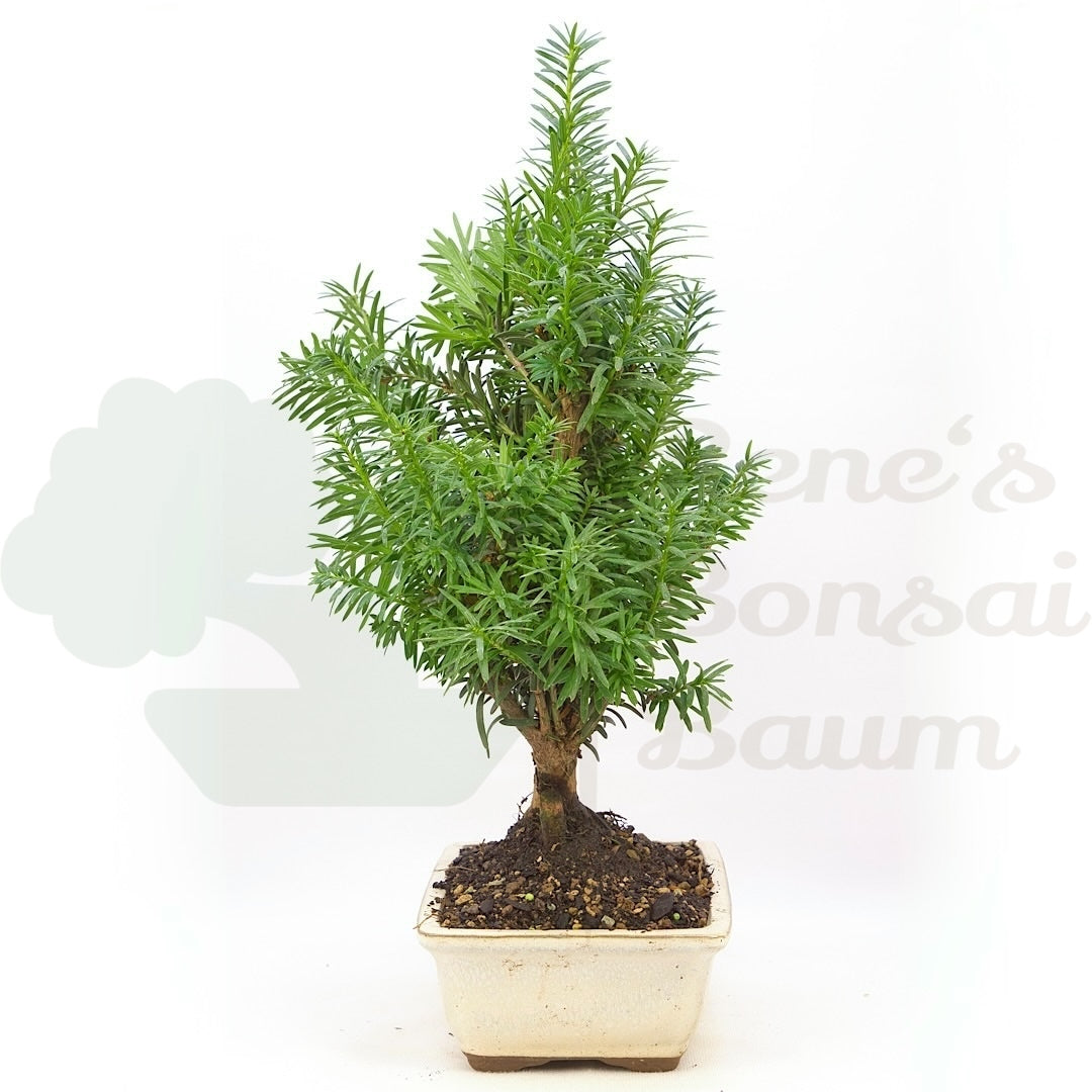 Eibe Hybrid 'Taxus media'