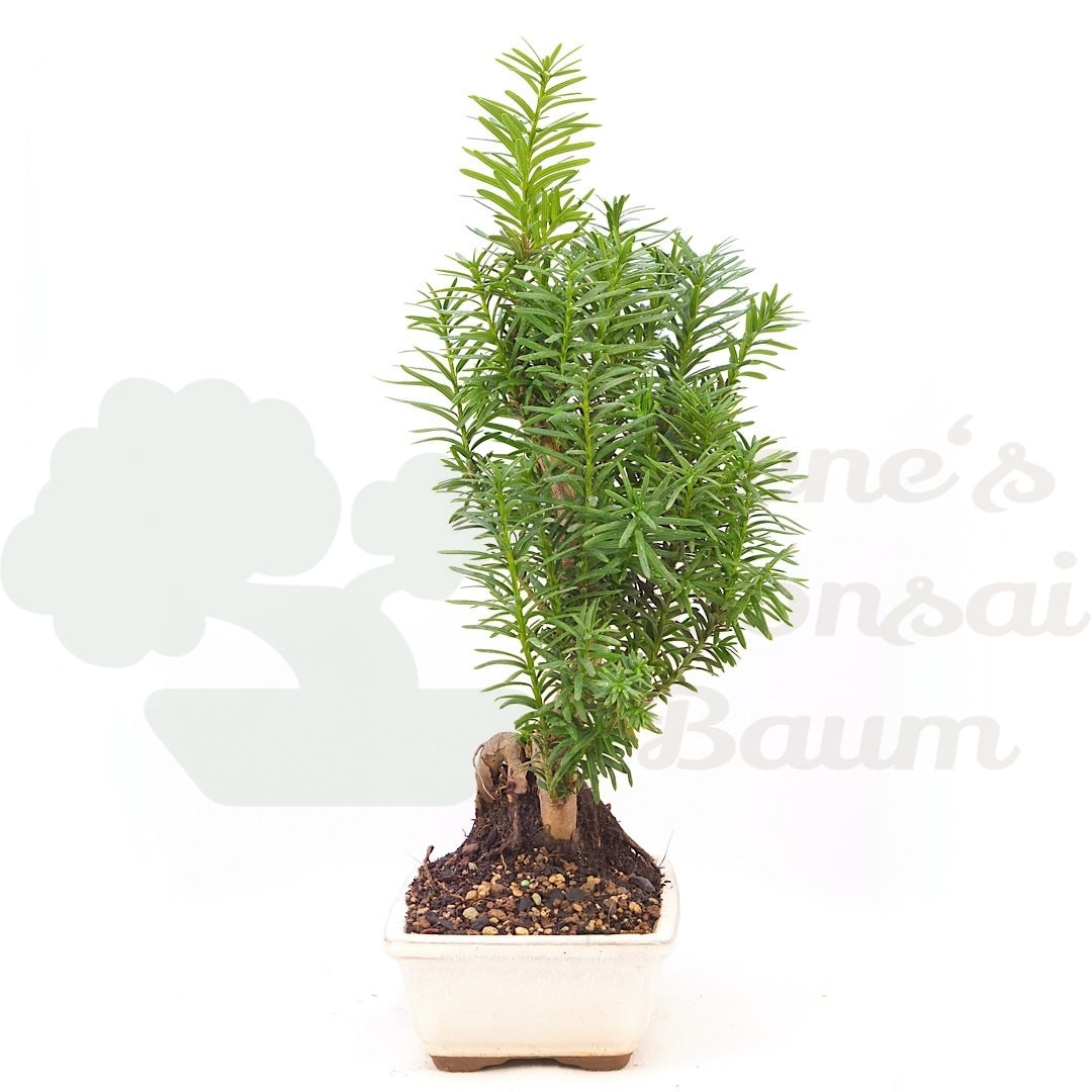 Eibe Hybrid 'Taxus media'