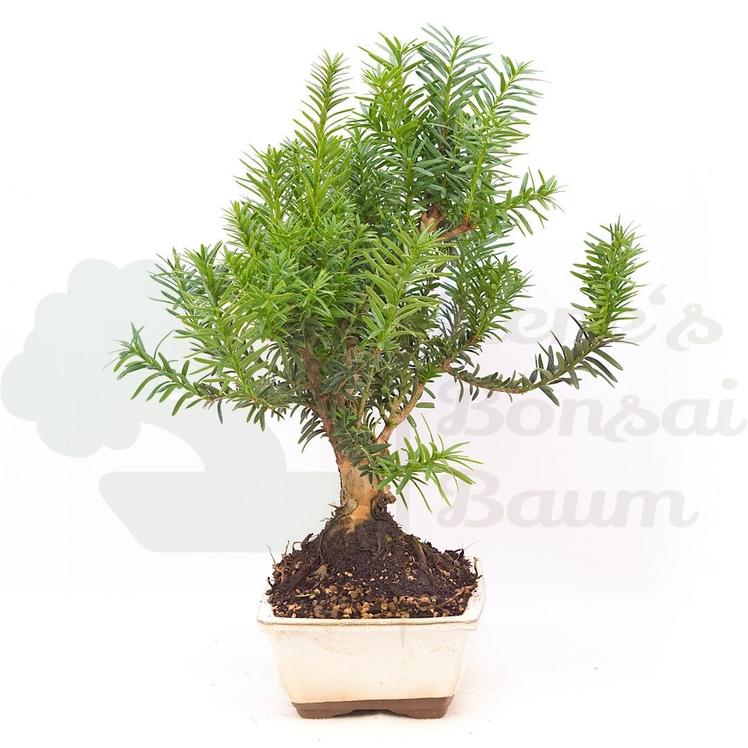 Eibe Hybrid 'Taxus media'