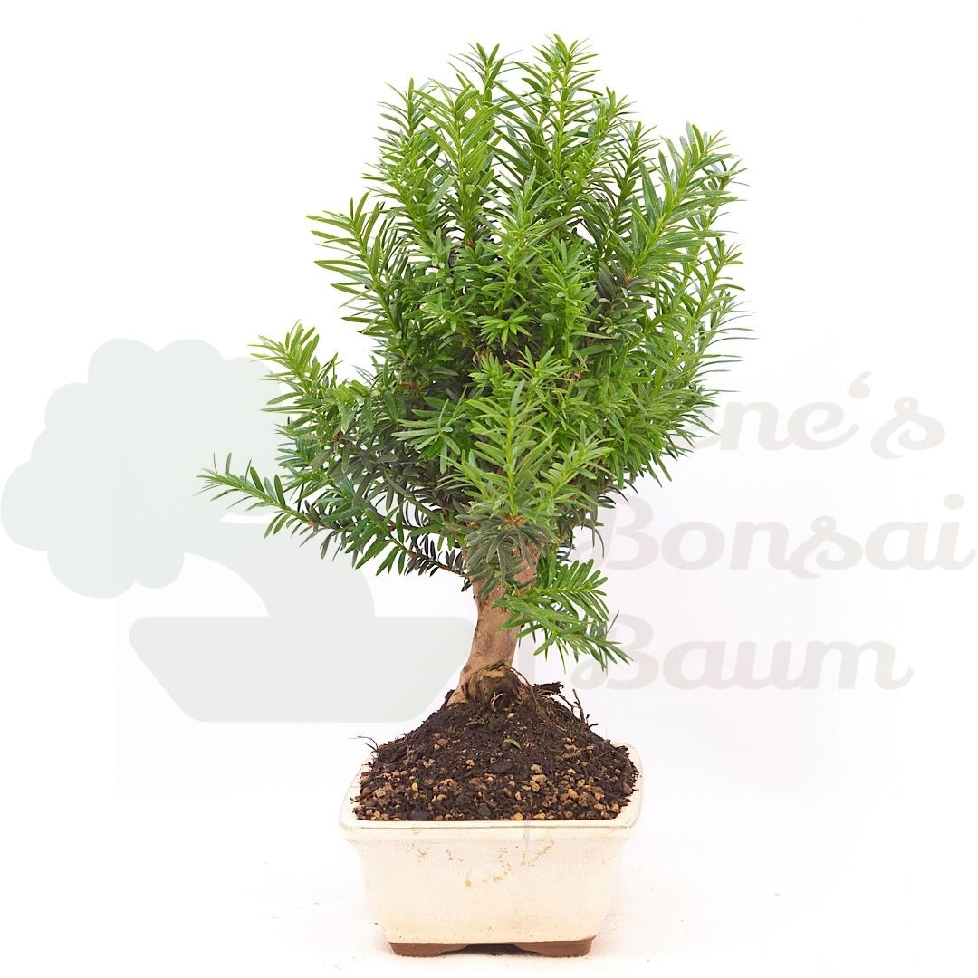 Eibe Hybrid 'Taxus media'
