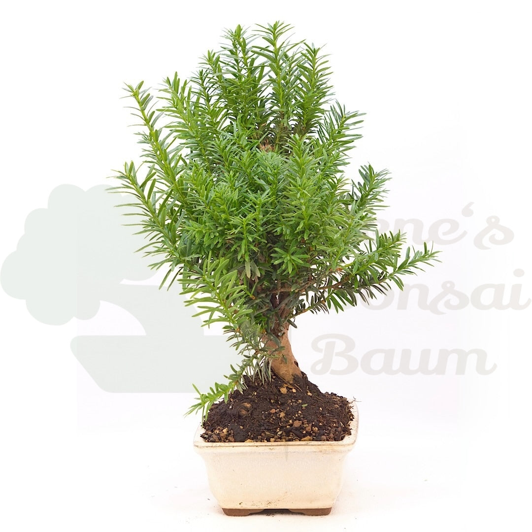 Eibe Hybrid 'Taxus media'